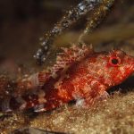 Underwater  Scorpionfish fish deep in sea       Sea life  Mediterranean sea
